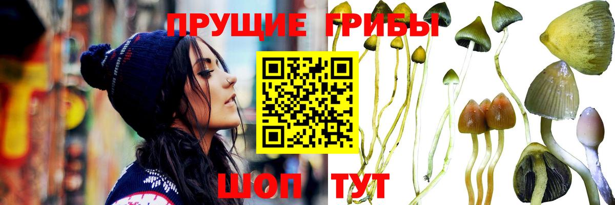 Котлас  Псилоцибиновые грибы мицелий  Вход с VPN 